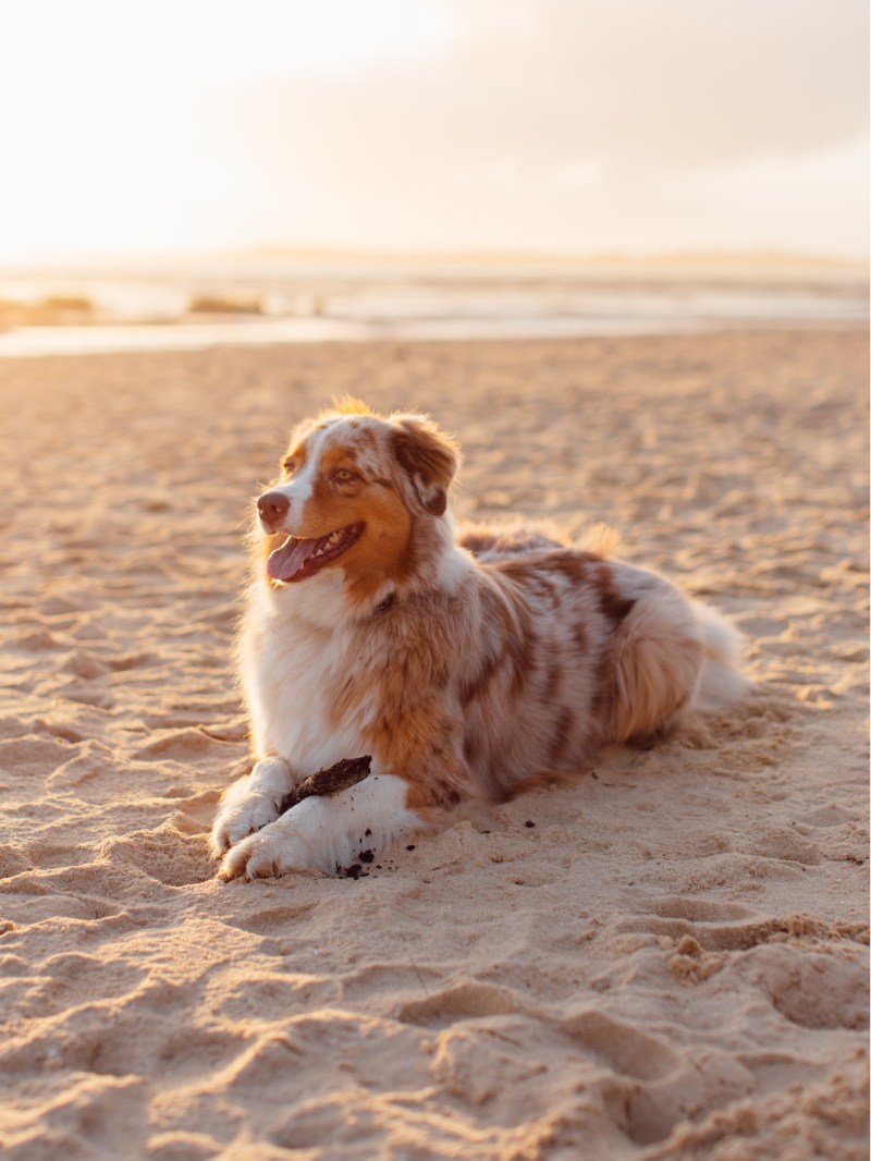 Off Leash Dog Friendly Beaches Near Me