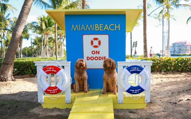 Pet Friendly Beaches In Florida Gulf Coast