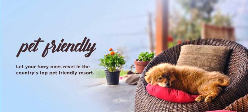 Pet Friendly Vacation Spots Near Me