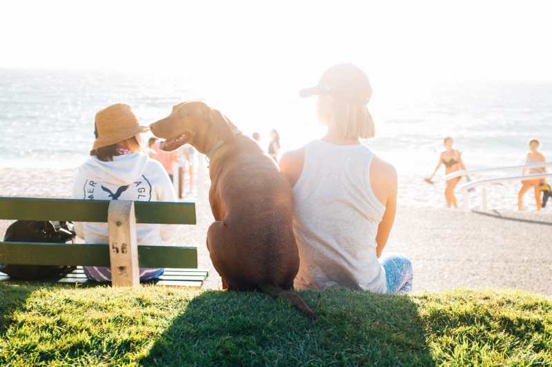 Pet Friendly Vacations Near Me