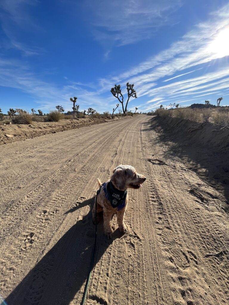 Road Trips With Dogs California