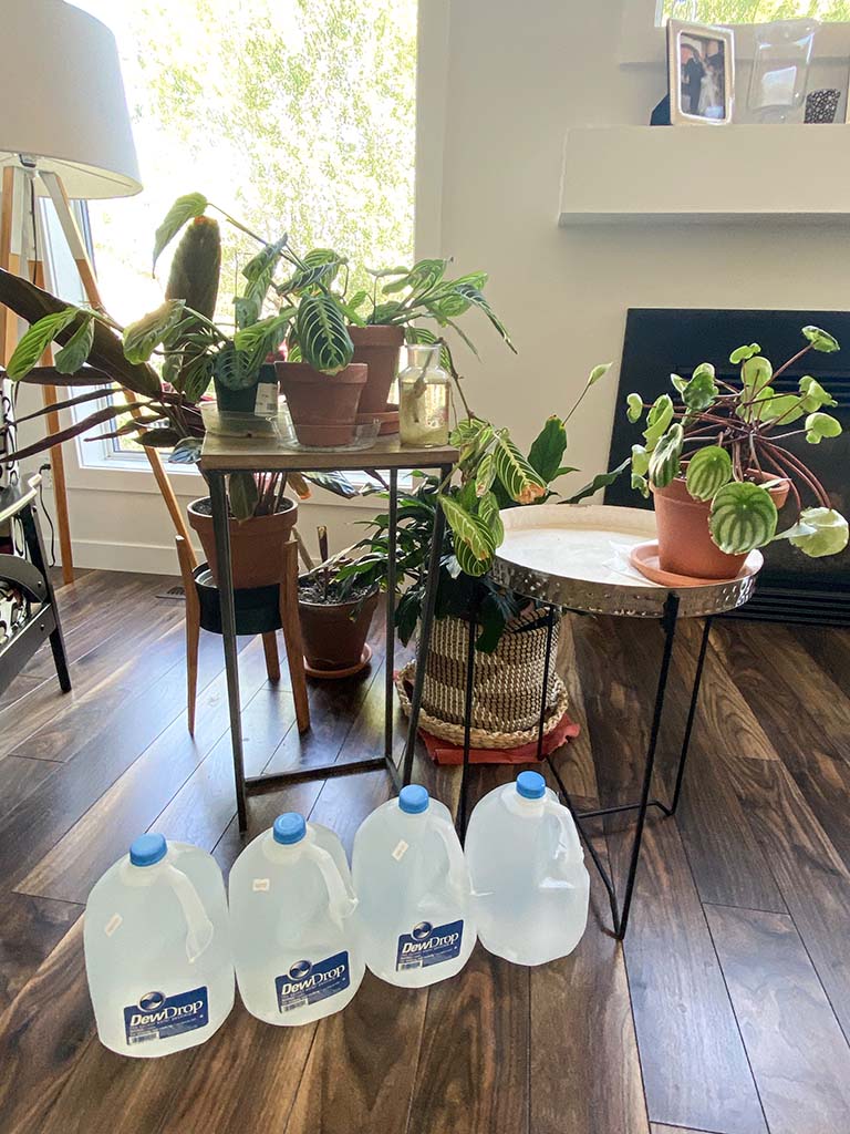 Solution For Watering Plants While On Vacation