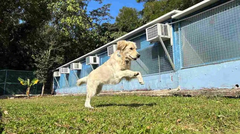 Vacation Dog Kennels