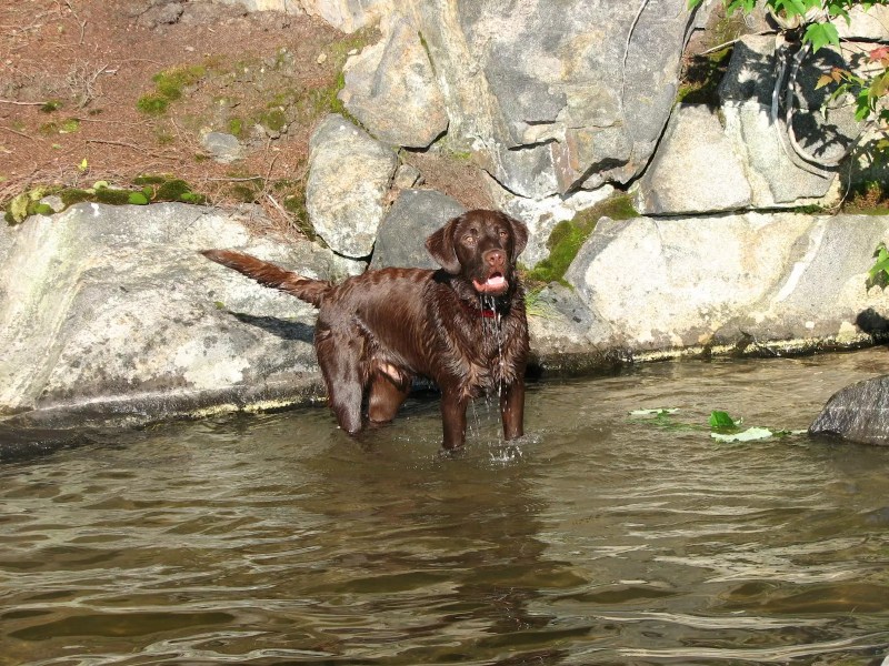 Vacation With Dog Ontario