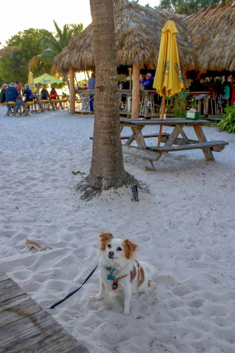 Vacation With Your Dog In Florida