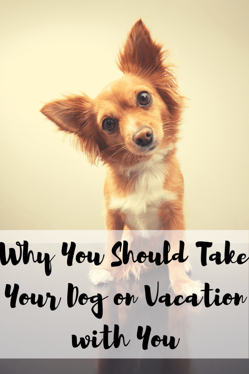 Vacations To Do With Dogs