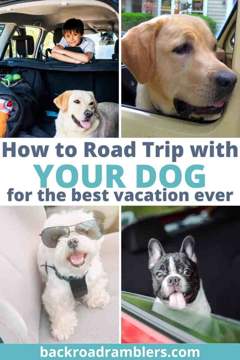 Vacations To Go On With Your Dog