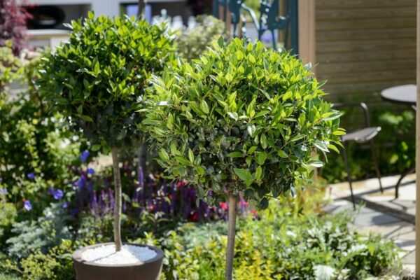 Best Dog Friendly Evergreen Shrubs Uk