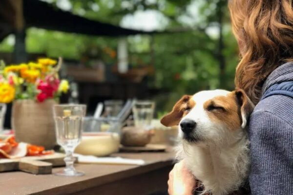 Best Dog Friendly Pubs Sydney