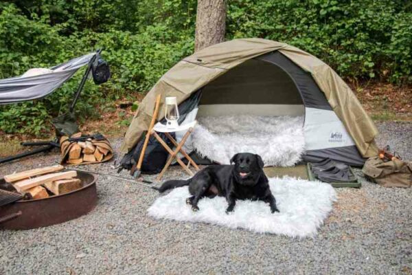 Best Dog Friendly Vacations North Carolina