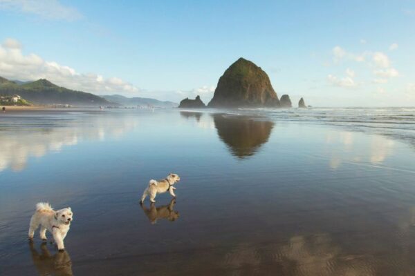 Best Dog Getaways