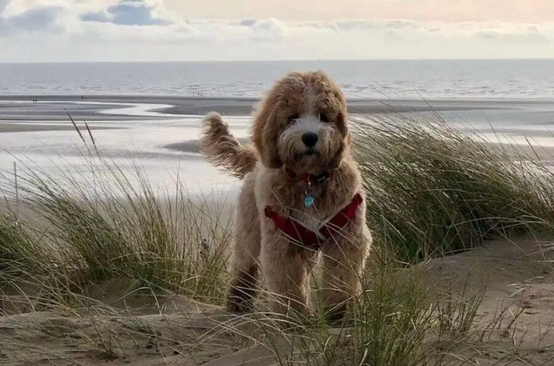 Dog Friendly Holidays East Coast