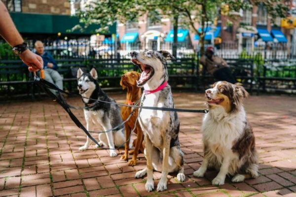 Best Dog Friendly Destinations