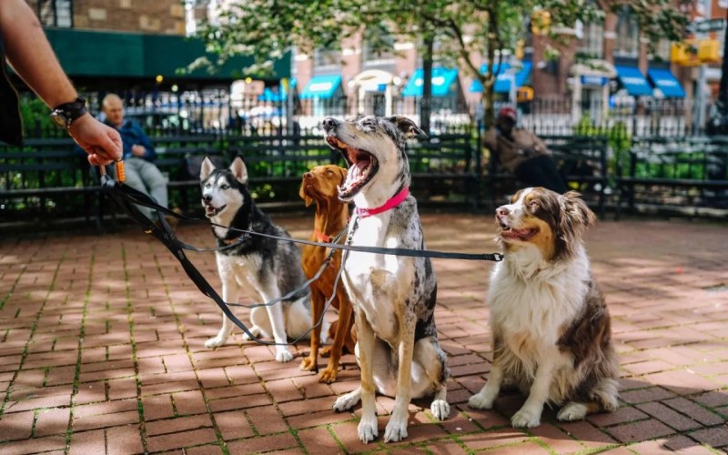 Best Dog Friendly Destinations