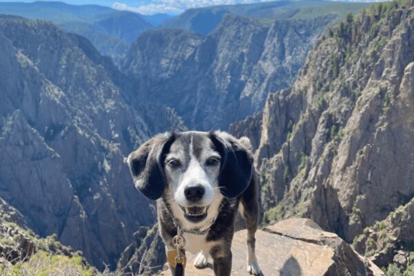 Best Dog Friendly Hikes Near Denver