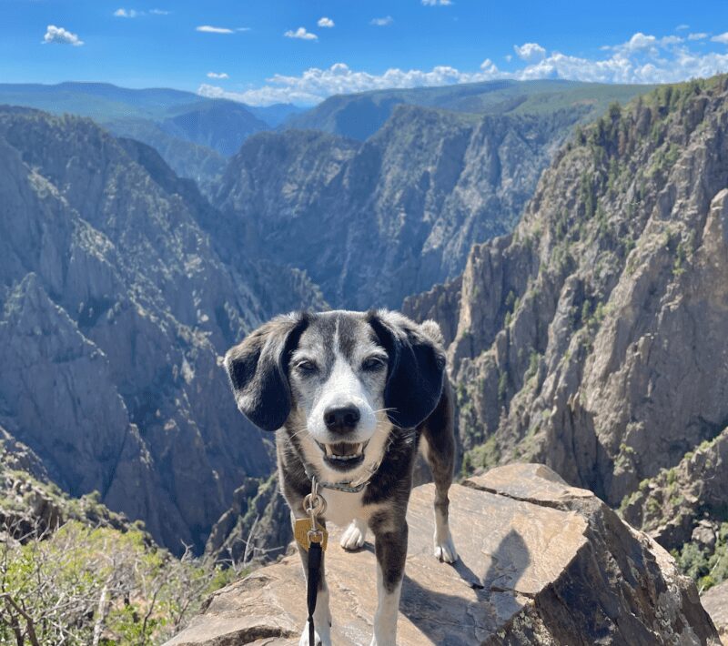 Best Dog Friendly Hikes Near Denver