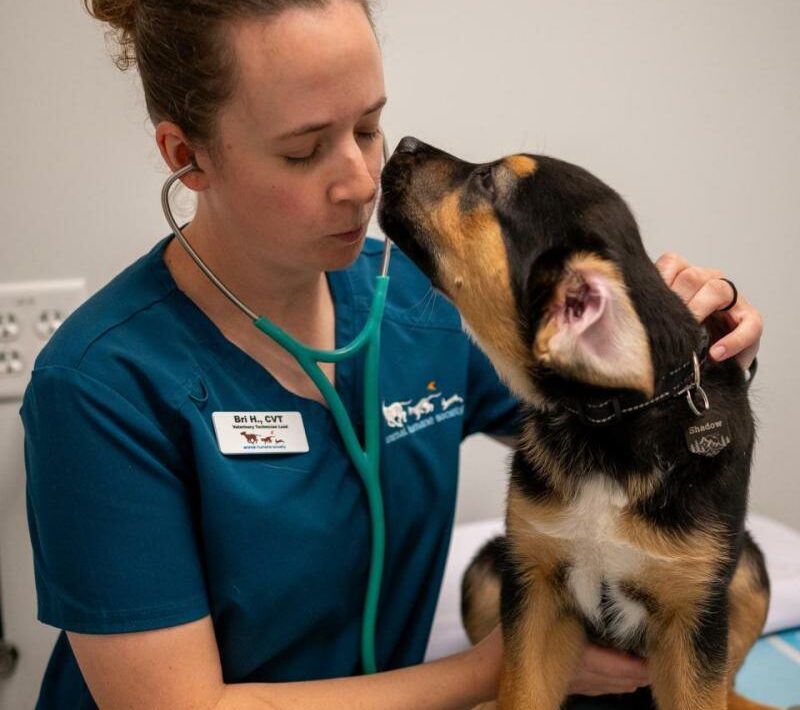 Government Dog Vaccination Near Me