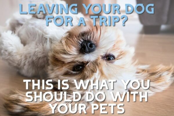 Where Can I Go On Vacation With My Dog