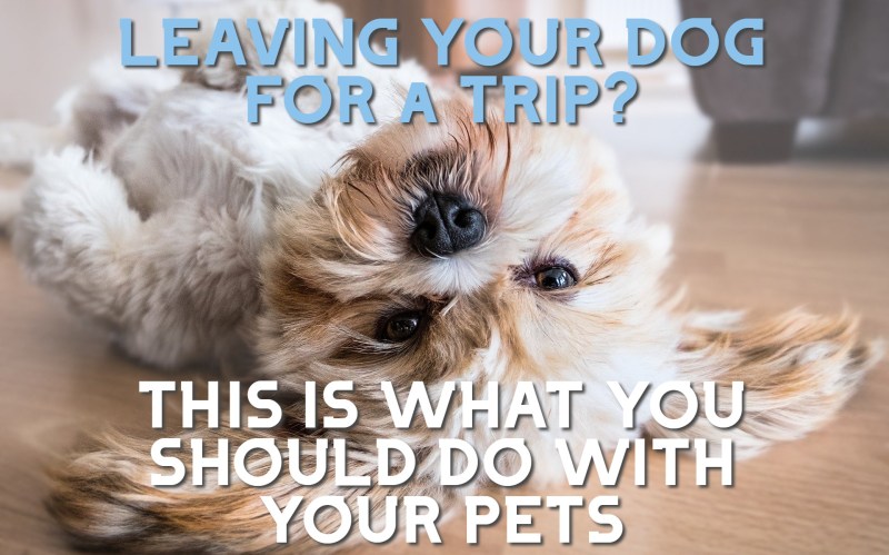 Where Can I Go On Vacation With My Dog