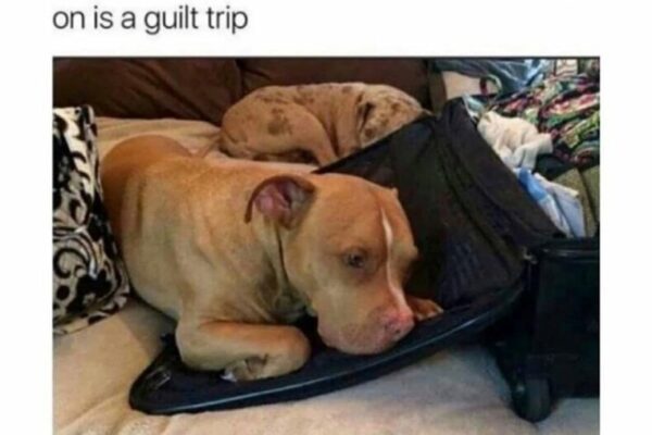 Where To Put Your Dog When You Go On Vacation