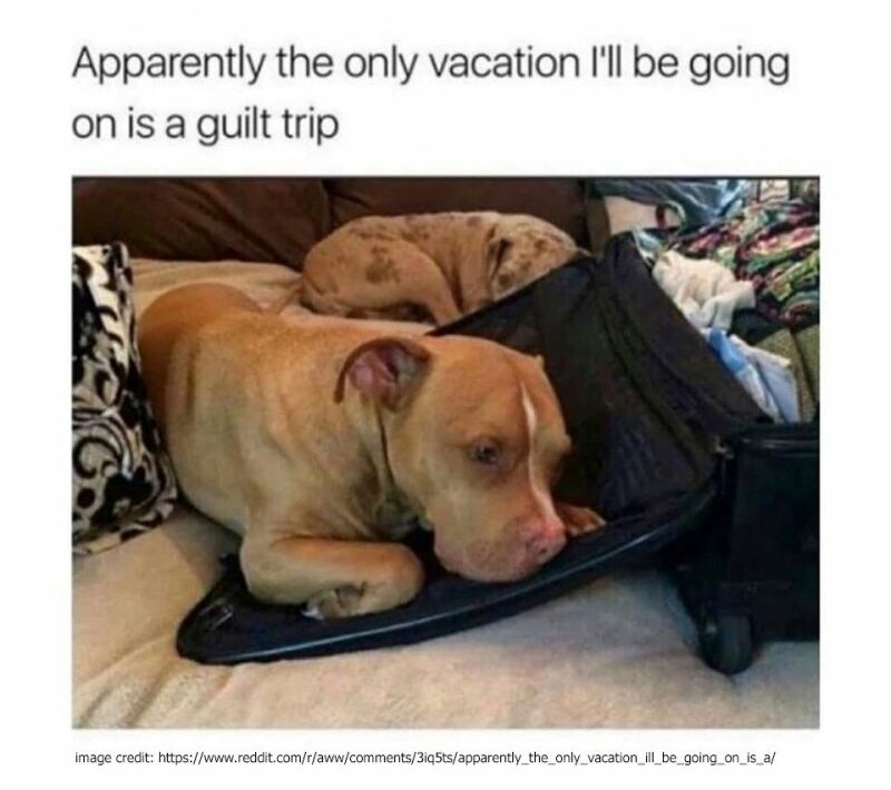 Where To Put Your Dog When You Go On Vacation