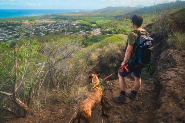 Day Trips With Dogs Ontario