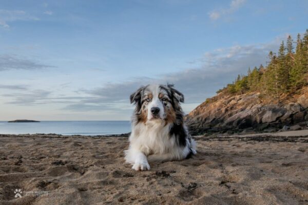 Dog Friendly Lodging Acadia National Park