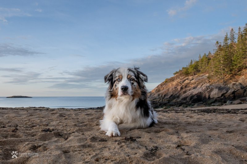 Dog Friendly Lodging Acadia National Park