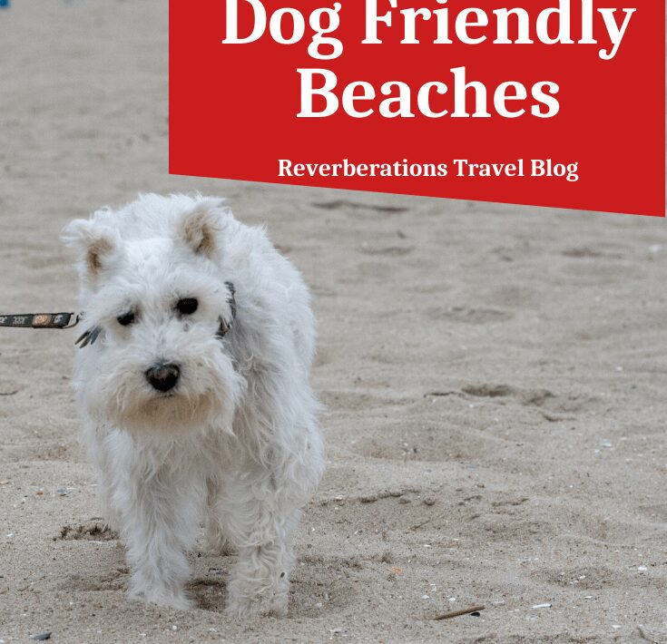 Dog Friendly Resorts On East Coast