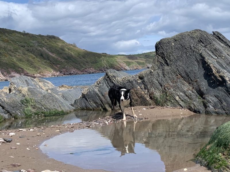 Best Dog Friendly Beaches Cornwall