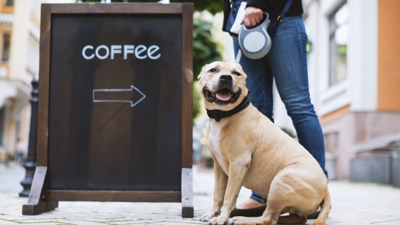 Best Dog Friendly Coffee Shops Near Me