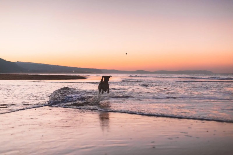 Best Dog Friendly Day Trips From Melbourne