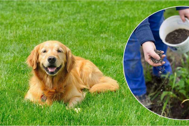 Best Dog Friendly Lawn Fertilizer